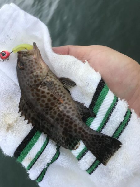 久々ガッシー！