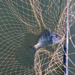 宮津シーバス3本