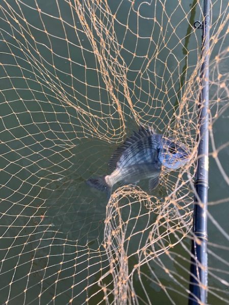 宮津シーバス3本