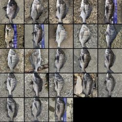 イチノ兄弟、釣果!