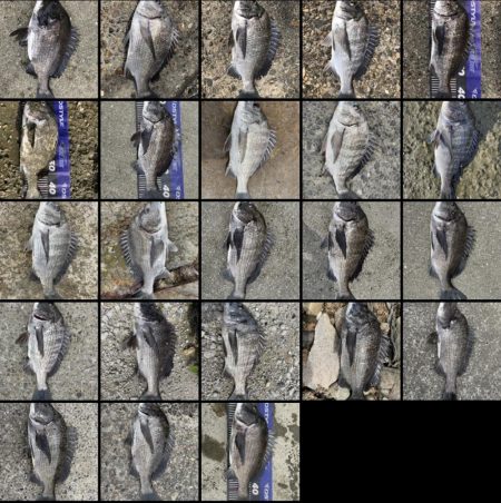 イチノ兄弟、釣果!