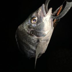 チヌハンターパート5