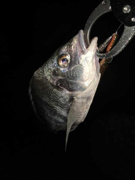 チヌハンターパート5