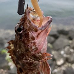 アコウ不発ガッシー連発