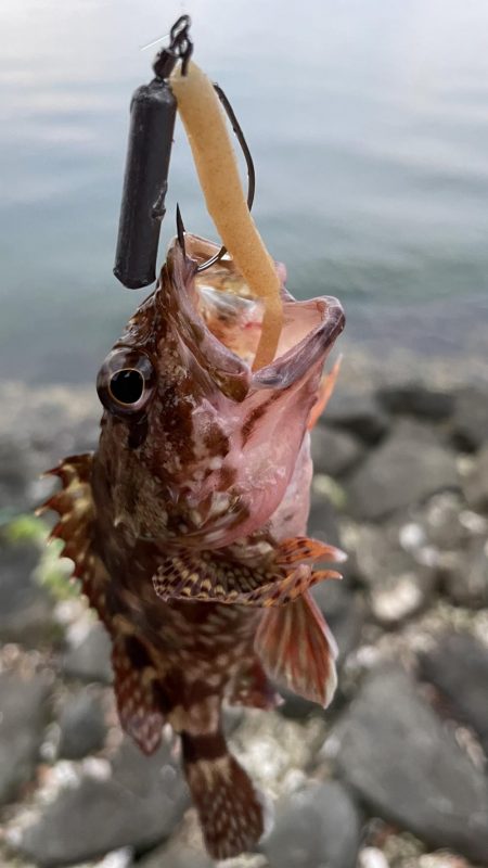 アコウ不発ガッシー連発