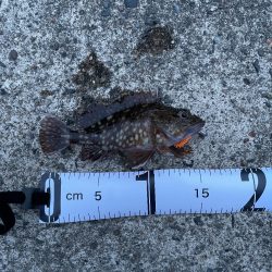 宮津でガシリング