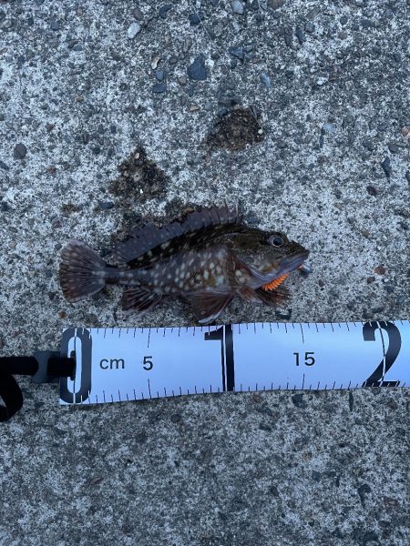 宮津でガシリング