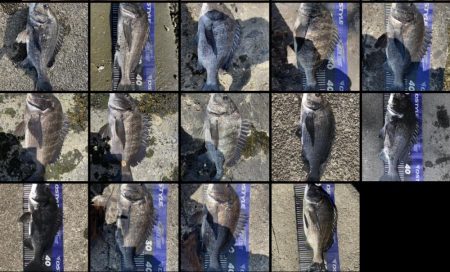 イチノ兄弟、釣果!