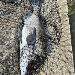 フカセ釣り4回目