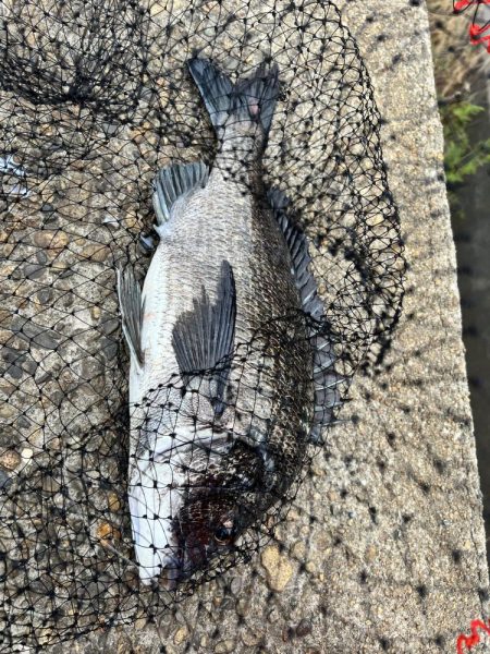 フカセ釣り4回目