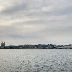 カタクチイワシがたくさん