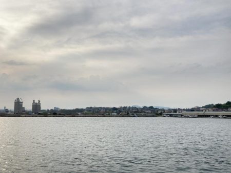 カタクチイワシがたくさん