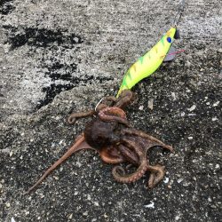 今年初タコ