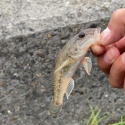 名古屋港でキス釣り