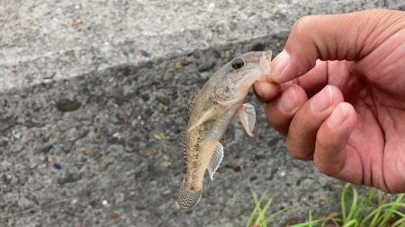 名古屋港でキス釣り