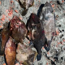 餌取りたくさん