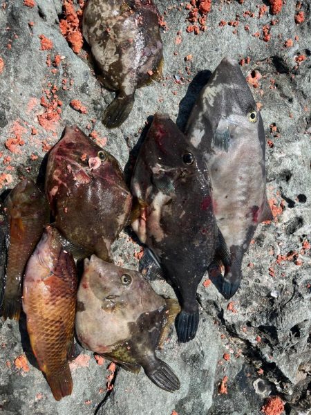 餌取りたくさん