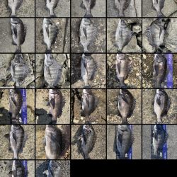 イチノ兄弟、釣果！