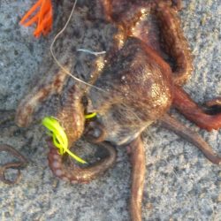 今年初タコ！！