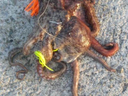 今年初タコ！！