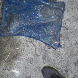 昨年分釣り上げた！！！