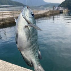 紀州釣り