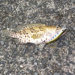 今年2回目の奄美大島