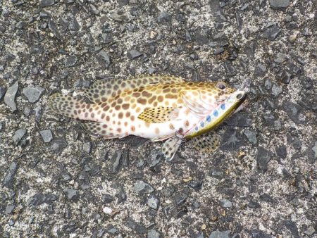 今年2回目の奄美大島