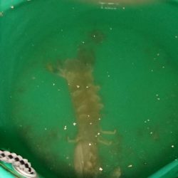 イシモチ釣れてます