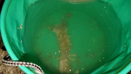 イシモチ釣れてます