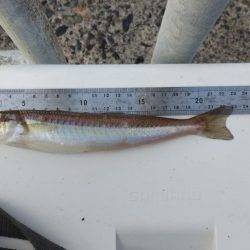 青戸入江でキス釣り