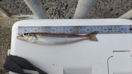 青戸入江でキス釣り