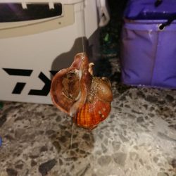 イシモチがグゥー