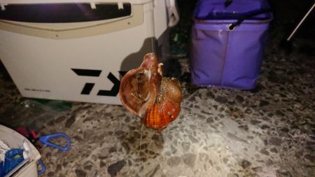 イシモチがグゥー