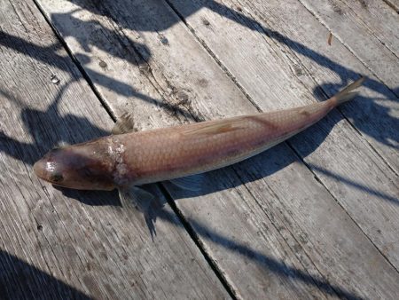 筏ショアジギングでサゴシ