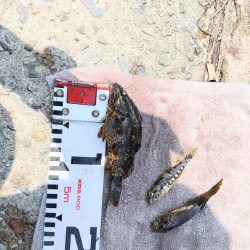 ふぐにヤられた^^;