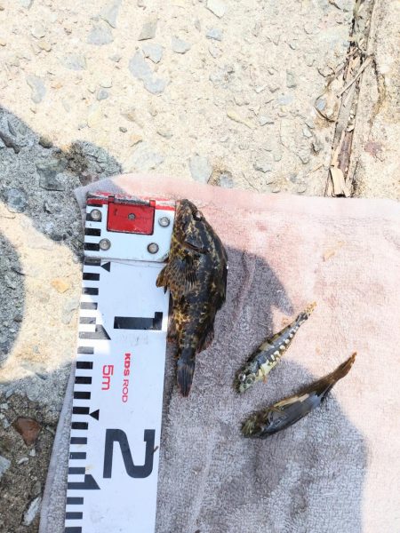 ふぐにヤられた^^;