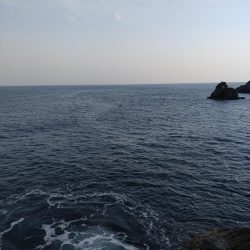 久しぶりのキジハタ