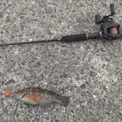 穴釣りでショウジンガニ祭り!