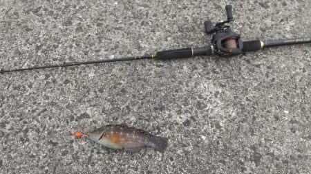 穴釣りでショウジンガニ祭り!