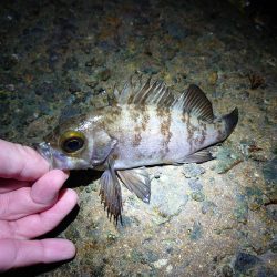 サクッとメバリング