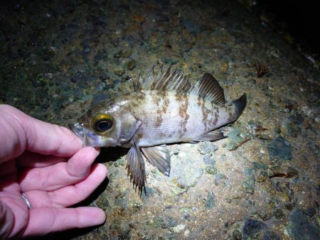 サクッとメバリング