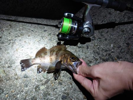 美味しいメバル