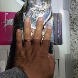 ドラゴン狙いでチャレンジ遠征。