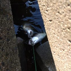 今年初のショアジギング！