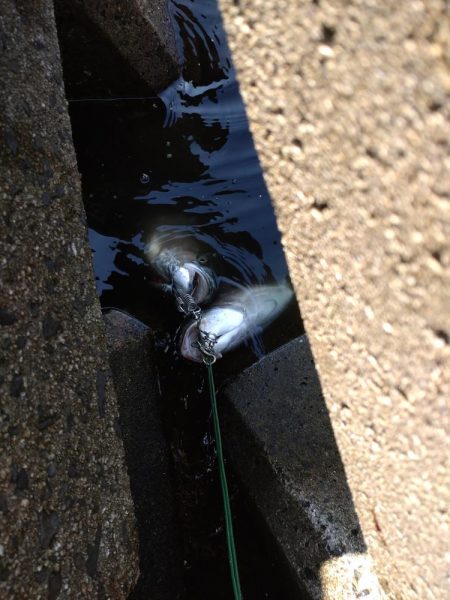 今年初のショアジギング！