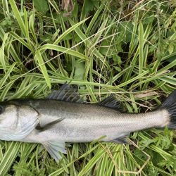 丸々二ヶ月振り