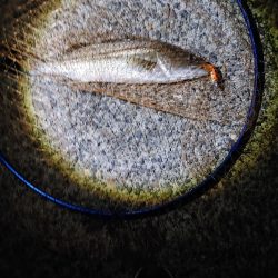 シーバス45cm  なんとか1本