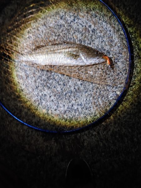 シーバス45cm  なんとか1本