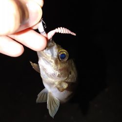 ワームで初めてのアナゴ